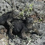 Marine Iguana...