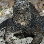 Marine Iguana redux....