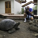 Giant Tortise