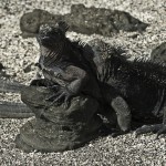 Iguanas