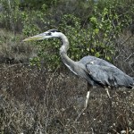 Do the Great Blue Heron Walk....