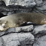 Sweet Fur Sea Lion