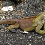 Land Iguana...