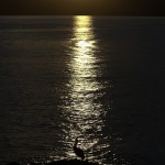 Pelican in the Sunset....