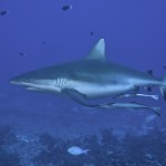 Pregnant Gray Reef Shark....