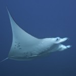 Manta Fun...