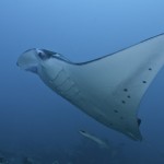 Manta Swimming...