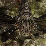 Lion Fish