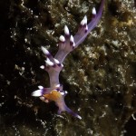 Nudibranch