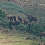 Horses on the trail