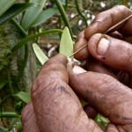 Hand Pollination