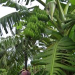 Bananas with Blossom