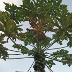 Papaya Tree