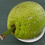 Breadfruit