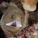 Spotted Moray