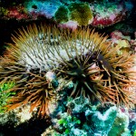 The dreaded Crown of Thorns Starfish