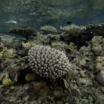 Good Bye Beveridge Reef