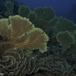 Coral and Gorgonia