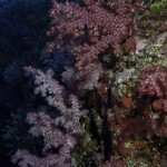 More Soft Coral